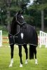 Derka osuszająca RAMBO Diamante Cooler - HORSEWARE - black/black